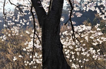 朝日が当たる桜