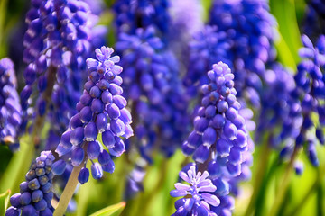 Muscari