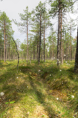 Swamp