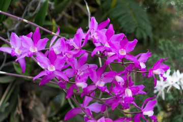 Fototapeta na wymiar Flores color fucsia en jardín 
