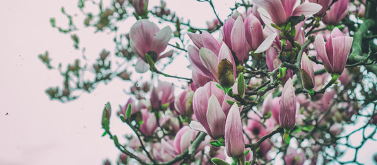 Magnolia tree blossom in spring time