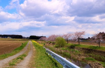 春　桜　川　道　田舎　風景　茨城