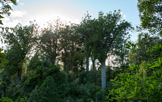 Kauri trees in forest at Coromandel Peninsula New Zealand