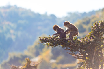 Japanese Travel Destinations. Two Japanese Baby Macaque On Branches at Arashiyama Monkey Park Iwatayama in Kyoto, Japan