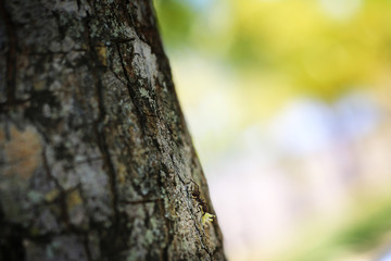 Obraz premium Ant carrying a flower climbing a tree trunk