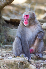 Travel Destinations. Japanese Macaque Near Tree at Arashiyama Monkey Park Iwatayama in Kyoto, Japan.