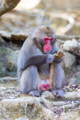 Travel Destinations. Playing Japanese Macaque Near Tree at Arashiyama Monkey Park Iwatayama in Kyoto, Japan.