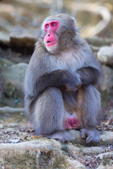 Naklejka premium Travel Destinations. Japanese Macaque Near Tree at Arashiyama Monkey Park Iwatayama in Kyoto, Japan.