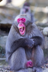 Asian Destinations. Yawning Adult Japanese Macaque Chimpanzee at Arashiyama Monkey Park Iwatayama in Kyoto, Japan.