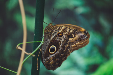 A beautiful butterfly sits on a flower