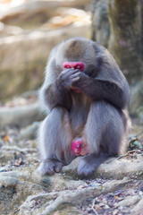 Asian Travel Destinations. Adult Japanese Macaque Chimpanzee at Arashiyama Monkey Park Iwatayama in Kyoto, Japan