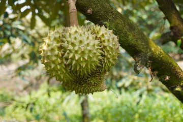 Durian tree in the garden.