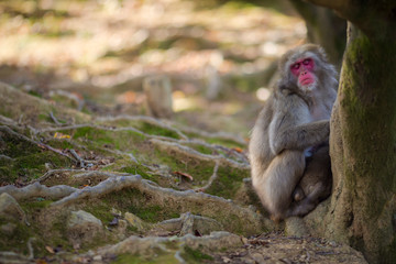 Asian Traveling Ideas. Sleeping Japanese Macaque at Arashiyama Monkey Park Iwatayama in Kyoto, Japan.