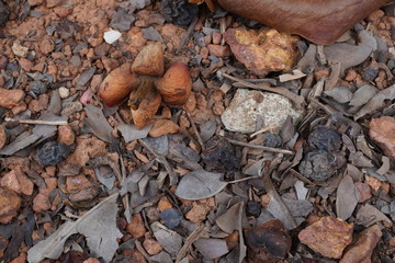Brown mangosteen shells fell in the garden. Brown leaves fall on the ground Such as the leaves of the mangosteen tree.