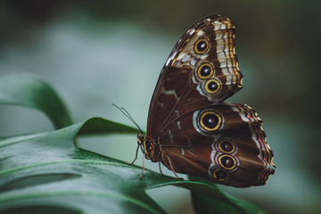 A beautiful butterfly sits on a flower