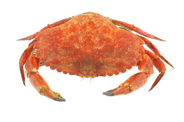 single steamed crab isolated on white background