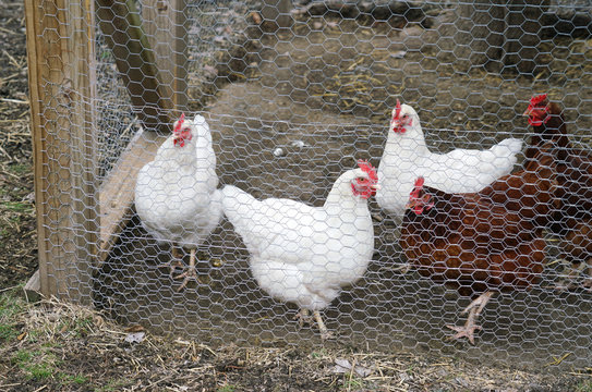 close up on chicken in side coop in back yard 