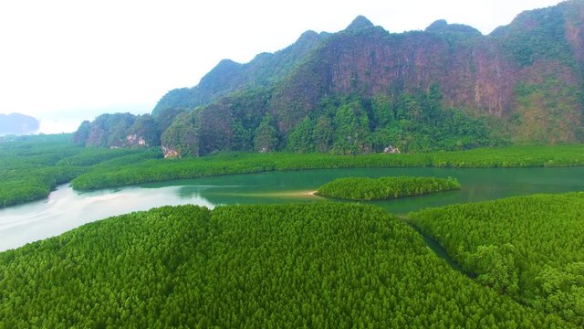 wonderful nature mangroves forest wilderness