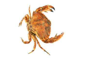 live crab isolated on white background