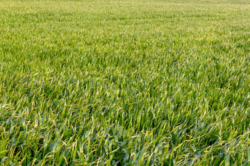 Green grass field isolated background