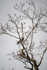 Northern Flickers playing around with each other.    Vancouver BC Canada