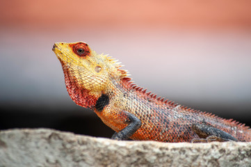 Common green forest Calotes lizard male in Sri Lanka close up
