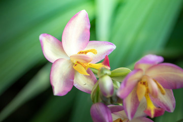 Beautiful blooming orchids in forest