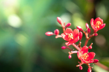 Obraz premium The background image of the colorful flowers