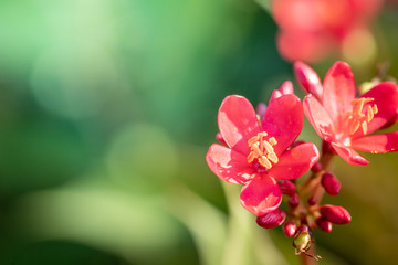 The background image of the colorful flowers