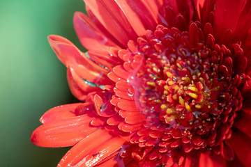 The background image of the colorful flowers