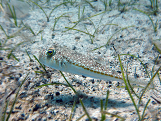 Porcupine fish, blow fish, balloon fish. Beautifully camouflaged