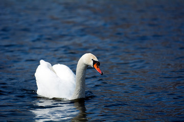 swan on the lake
