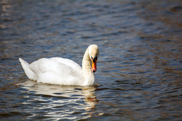swan on the lake