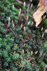 胞子嚢をもったスギゴケ