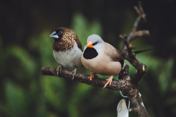 Beautiful colored bird sits on a tree branch