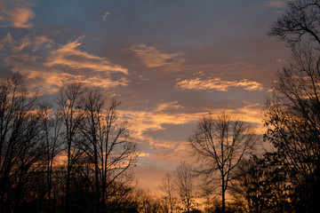 Naklejka premium sunset in the forest