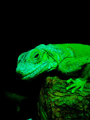 acercamiento iguana en la noche