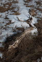 Fototapeta na wymiar dead buck skeleton