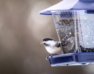 Chickadee © Ben