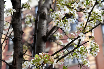 Branches of blooming blossoms with blurred New York Manhattan buildings in the background