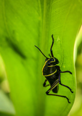 Sitting on a Leaf