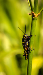 Insect on stalk