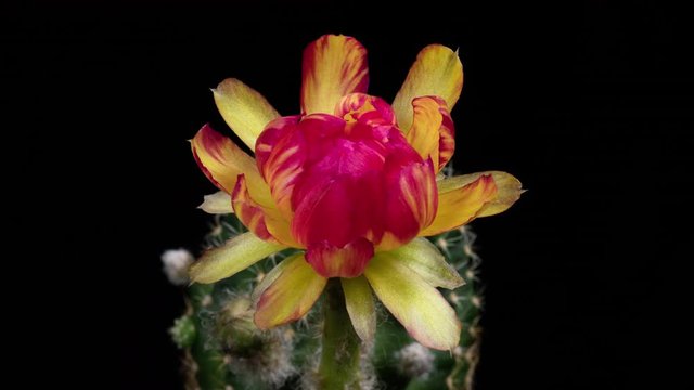 Yellow Colorful Flower Timelapse of Blooming Cactus Opening / 4k fast motion time lapse of a blooming cactus flower.