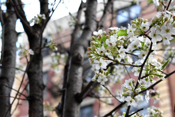 Branches of blooming blossoms with blurred New York Manhattan buildings in the background