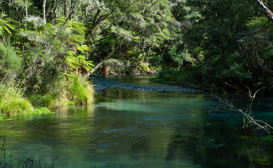 Fototapeta na wymiar River in forest in New Zealand