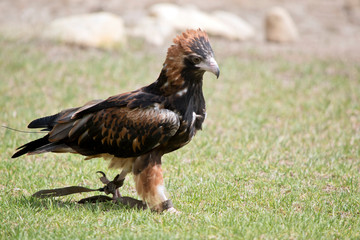 this is a side view of a black breated buzzard