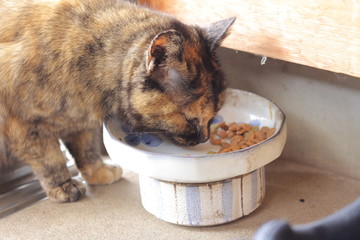 餌を食べるサビ猫