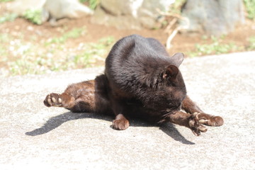毛づくろいをする黒猫