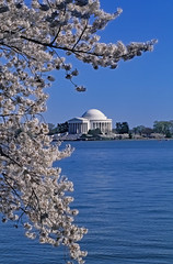 Washington, DC. USA, April 1996 Cherry Blossoms at their peak near the  Tidal Basin. Jefferson Memorial 