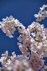 Washington, DC. USA, April 1996.Cherry Blossoms at their peak near the  Tidal Basin..